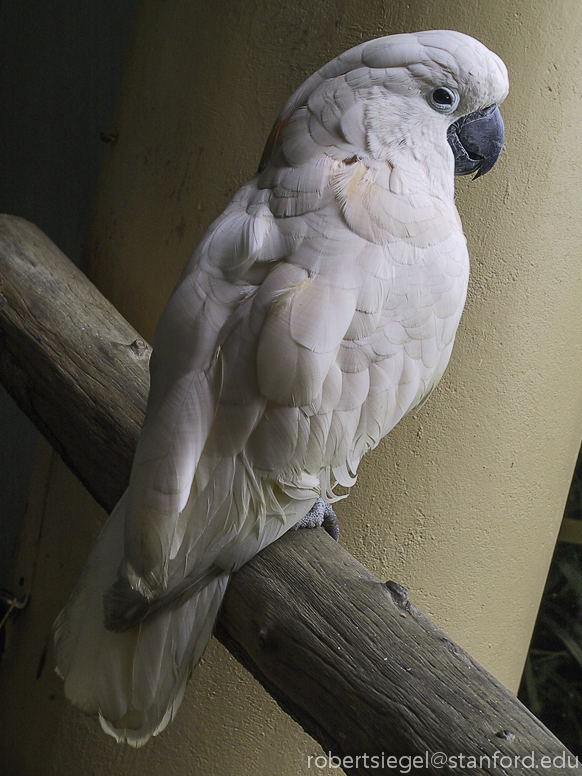 salmon-crested cockatoo